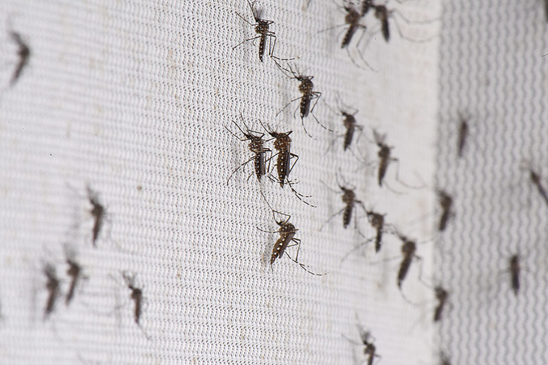 Aedes aegypti mosquitoes, which can transmit dengue. Credit: Christian Sinibaldi Aedes aegypti mosquitoes, which can transmit dengue. Credit: Christian Sinibaldi